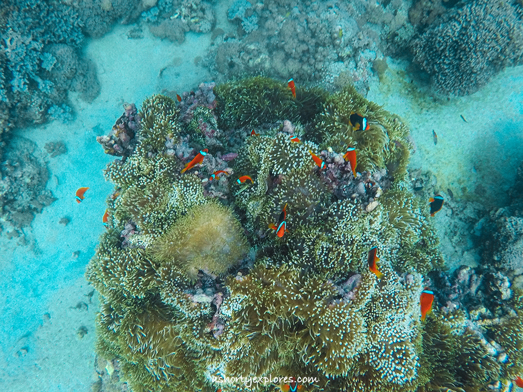 蘭嶼浮潛貯存場小丑魚