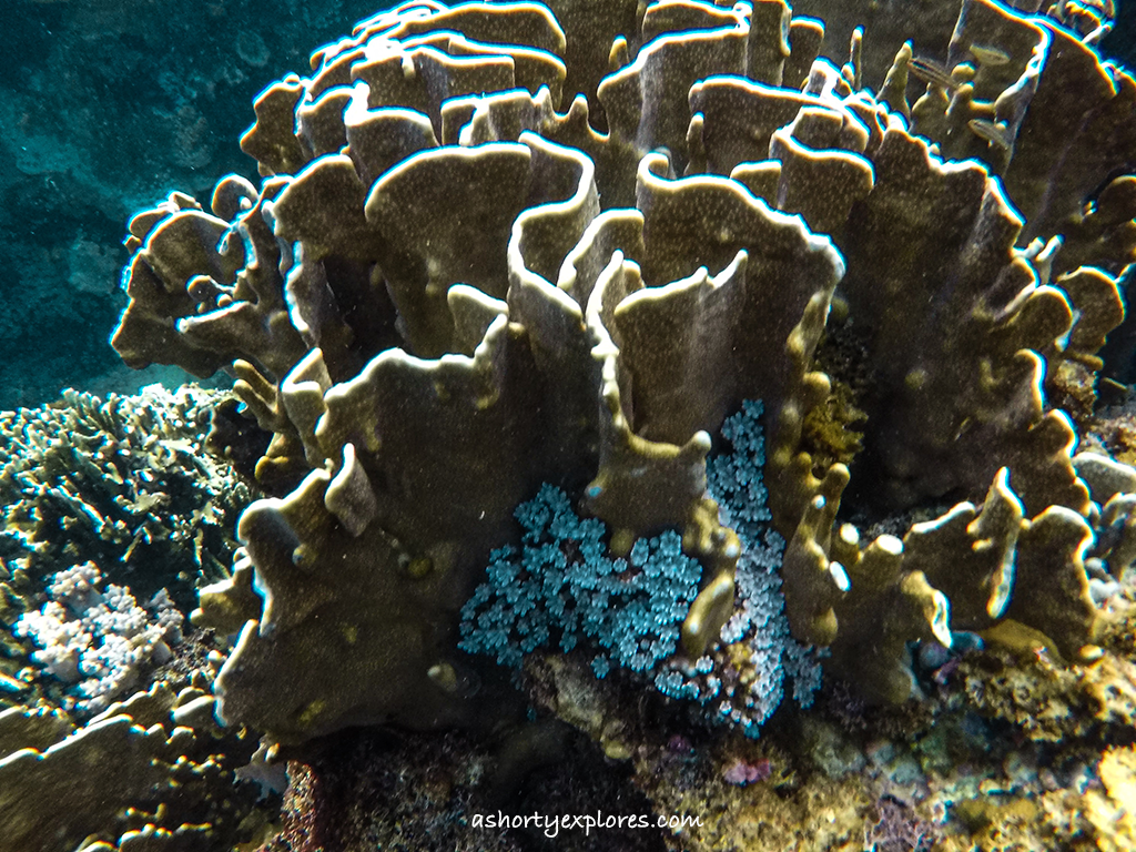 蘭嶼貯存場浮潛