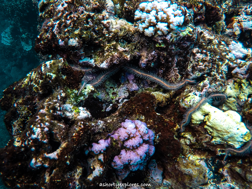 蘭嶼浮潛珊瑚