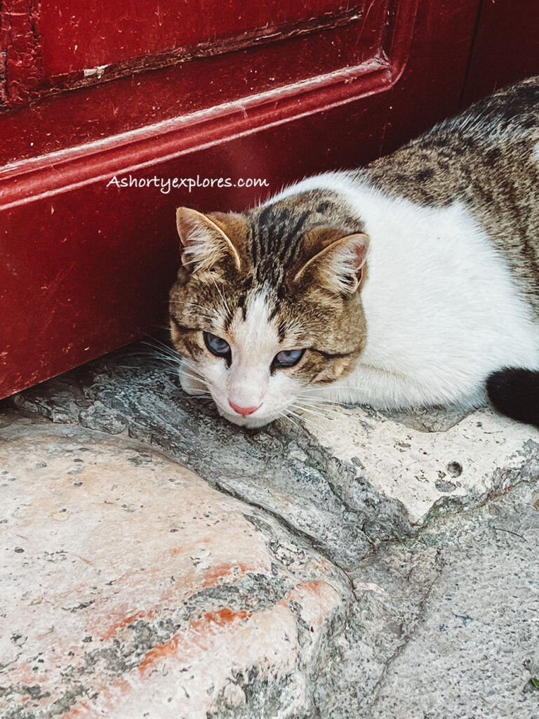 Athens things to do Athens Greek cat