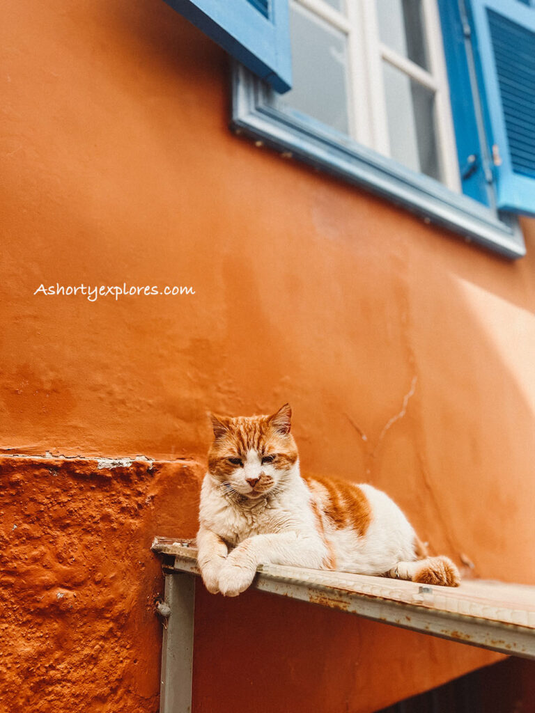 Greek cat Greek street
