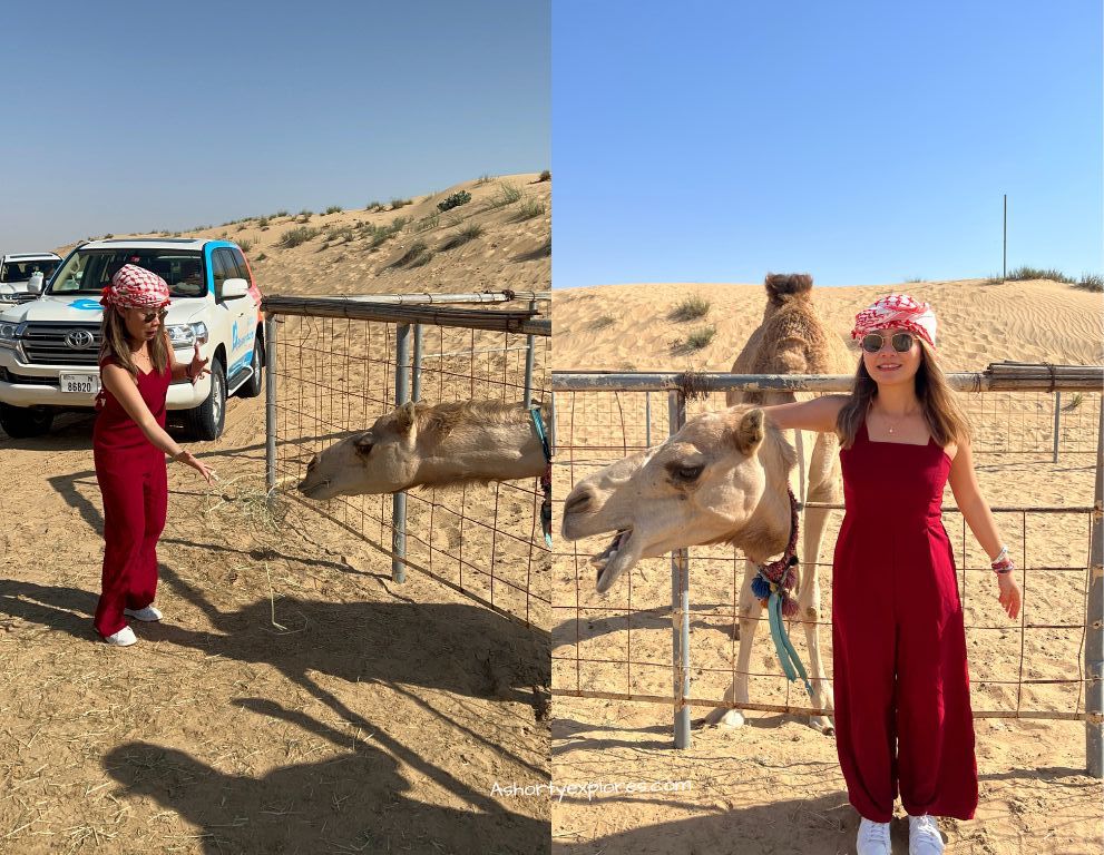 dubai desert safari camel feeding