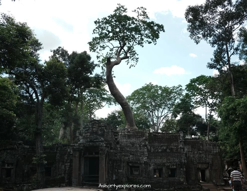 Angkor wat Ta Prohm Temple image