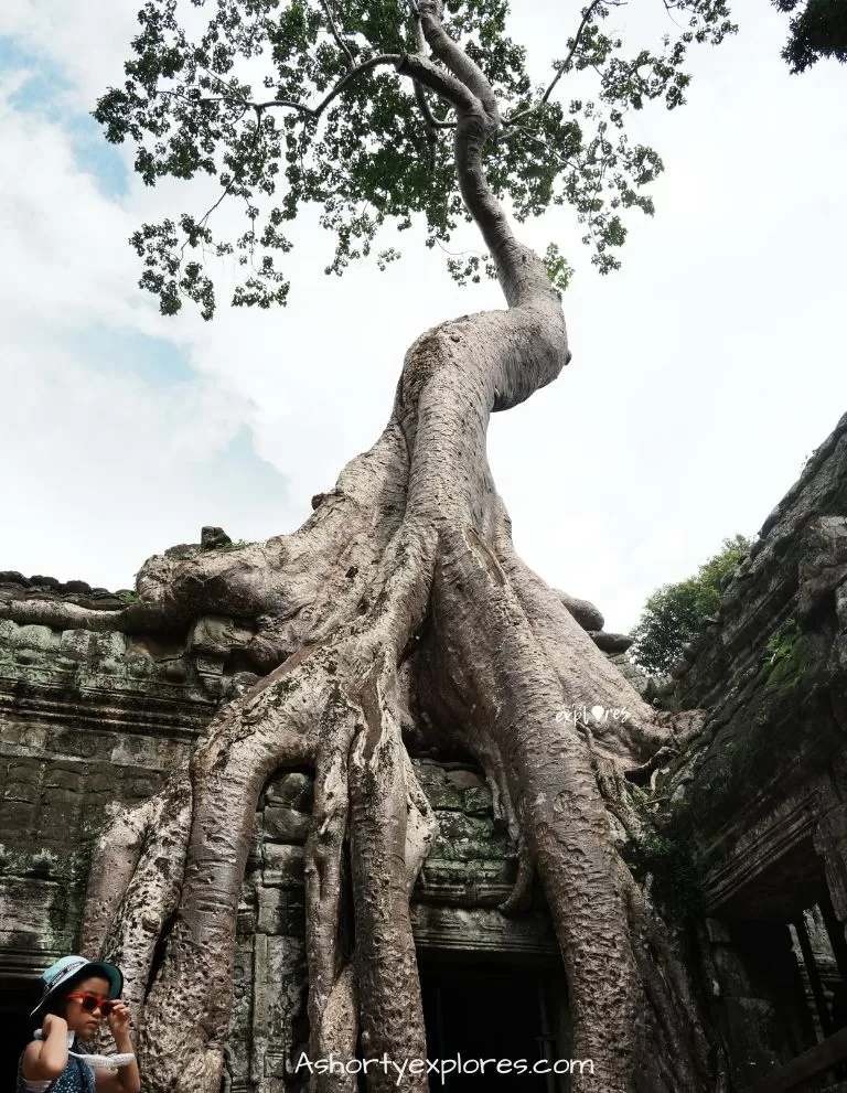 Angkor wat Ta Prohm Temple photo