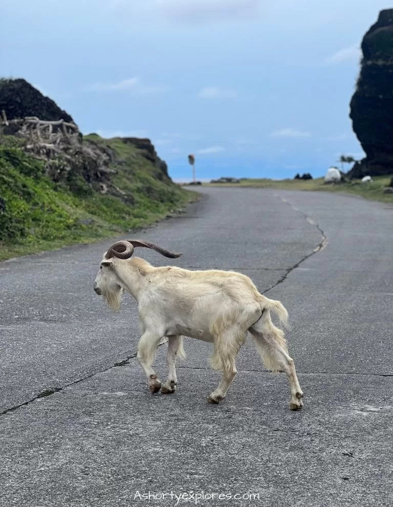 蘭嶼羊