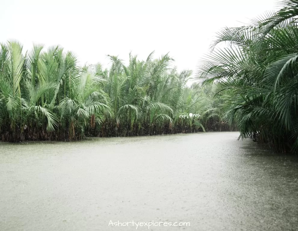 Hoi An coconut forest 會安水椰林