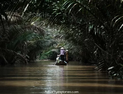 Mekong Delta sampan boat in coconut forest湄公河椰林舢板船