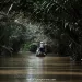 Mekong Delta sampan boat in coconut forest湄公河椰林舢板船