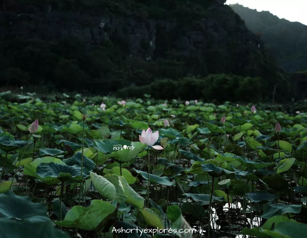 Ninh Binh Mua Cave 荷花池