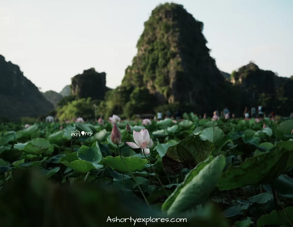 寧平 Ninh Binh Mua Cave lotus 荷花池