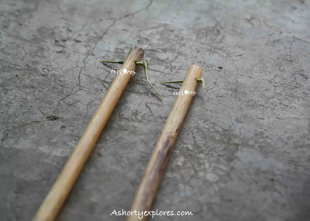 Apo Whang Od Batok Tattoo material, bamboo sticks