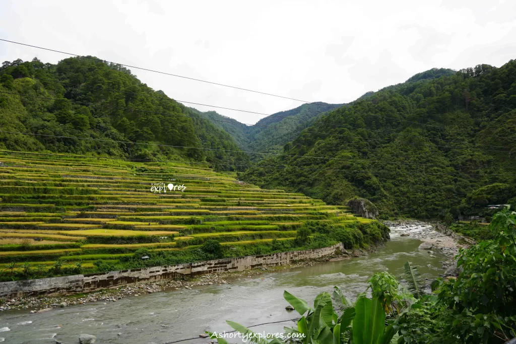 Philippines Bontoc rice field photo