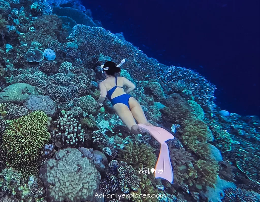 Balicasag Island coral reef