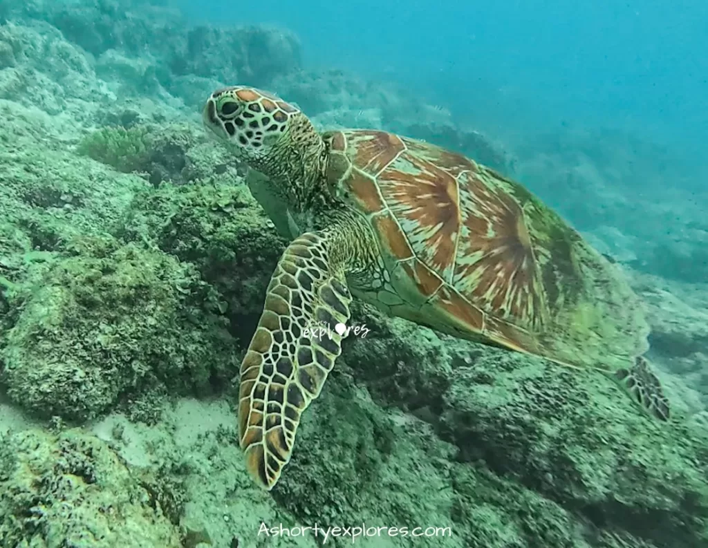 Balicasag Island sea turtle