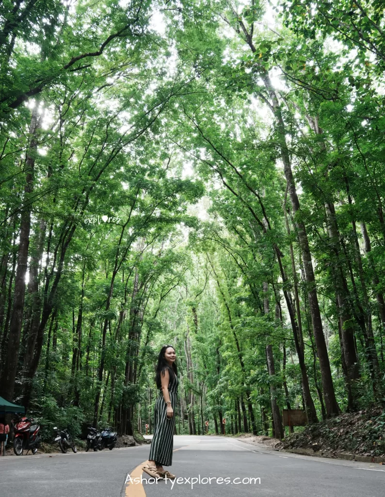 Bilar Man-Made Forest Bohol Island