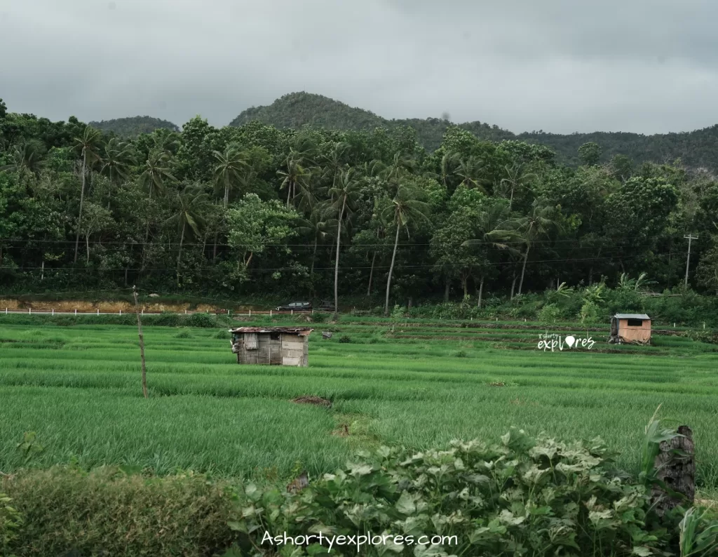 Bohol Circumferential Road coconut tree and rice field