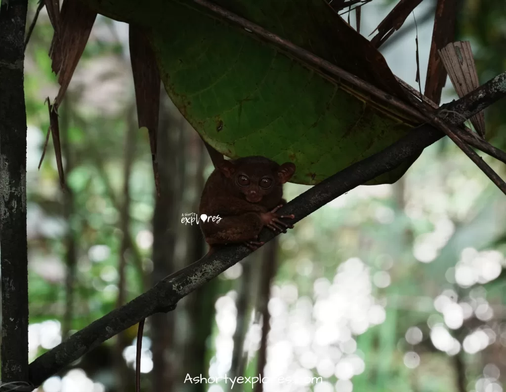 Bohol Island tarsiers