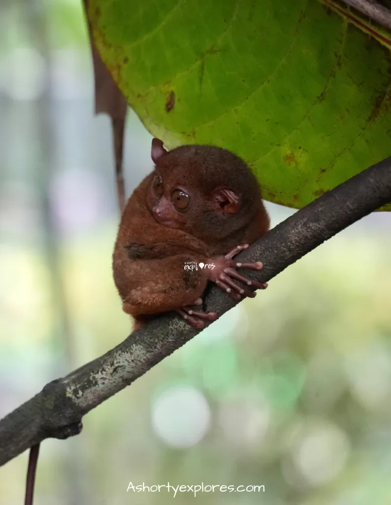 Bohol Island tarsiers photos