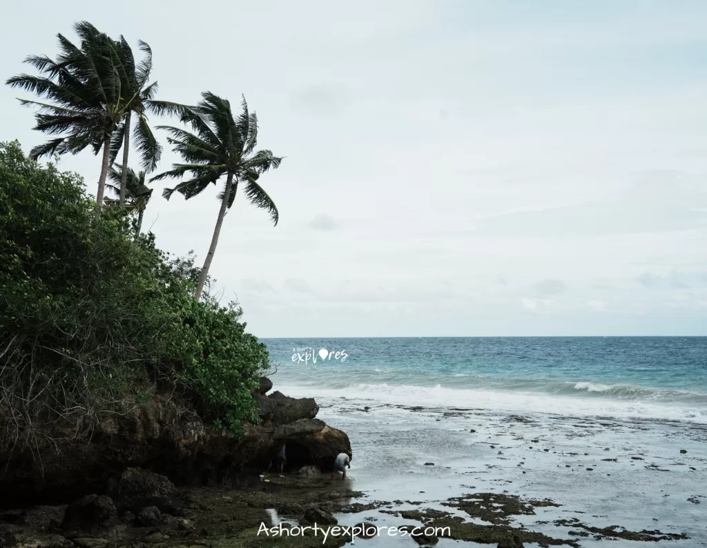 Bohol island Lila whaleshark watching