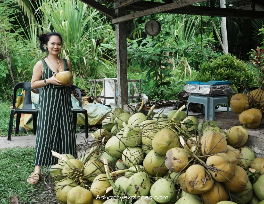 Coconut on Bohol Island