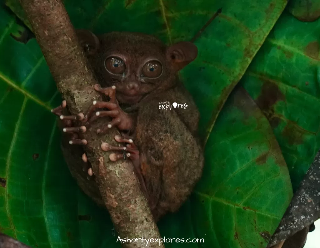 Philippines Bohol Island tarsiers photos