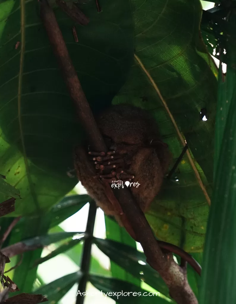 Philippines Bohol tarsiers