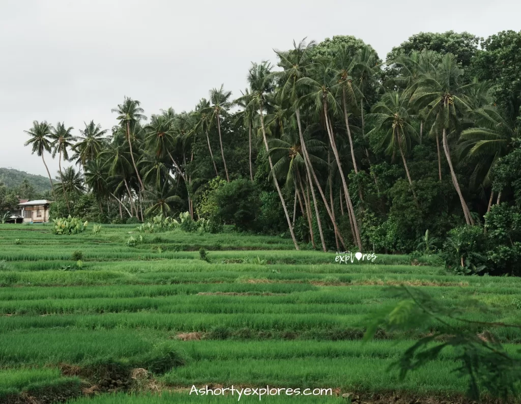 bohol island Lila coconut rice field