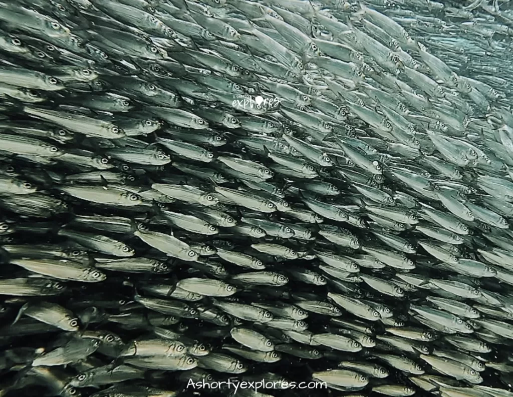 bohol sardine run Napaling Reef