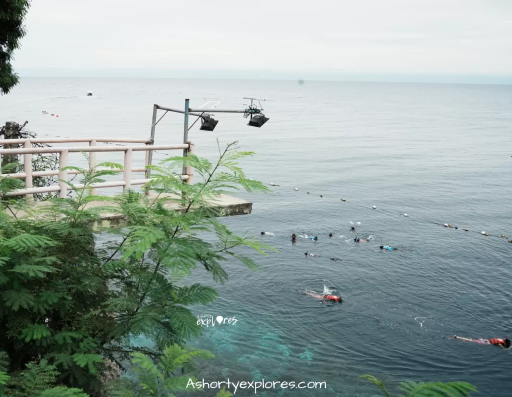 sardines at Napaling Reef on Bohol Island