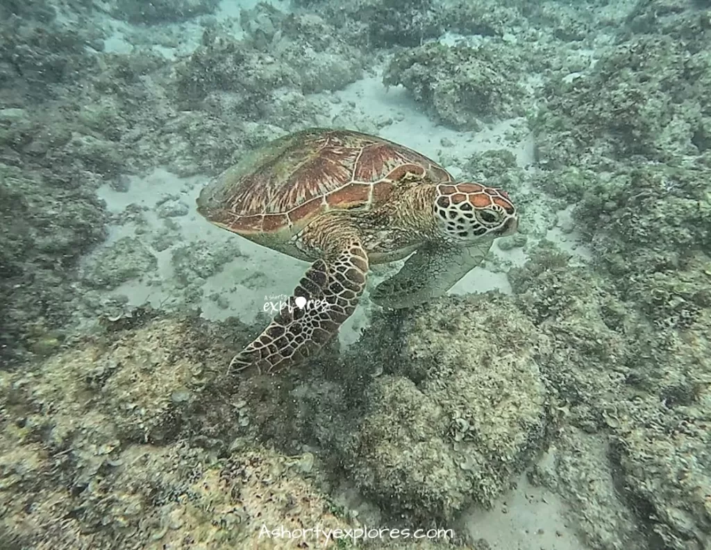 sea turtle in Balicasag Island