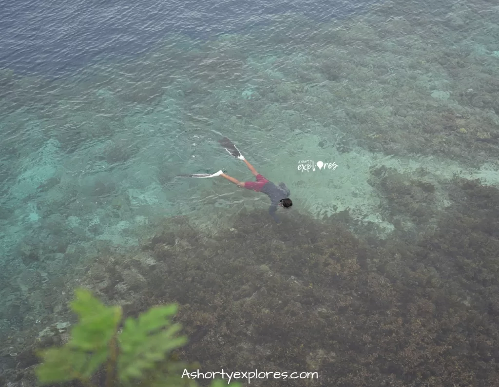 snorkelling with sardines at Napaling Reef Bohol Island