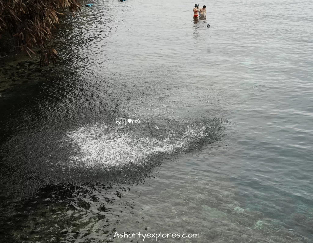 snorkelling with sardines on Bohol Island