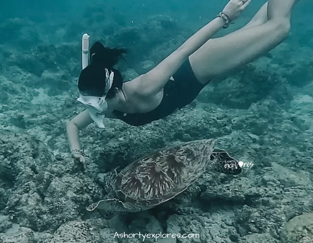 swim with sea turtles in Bohol Island