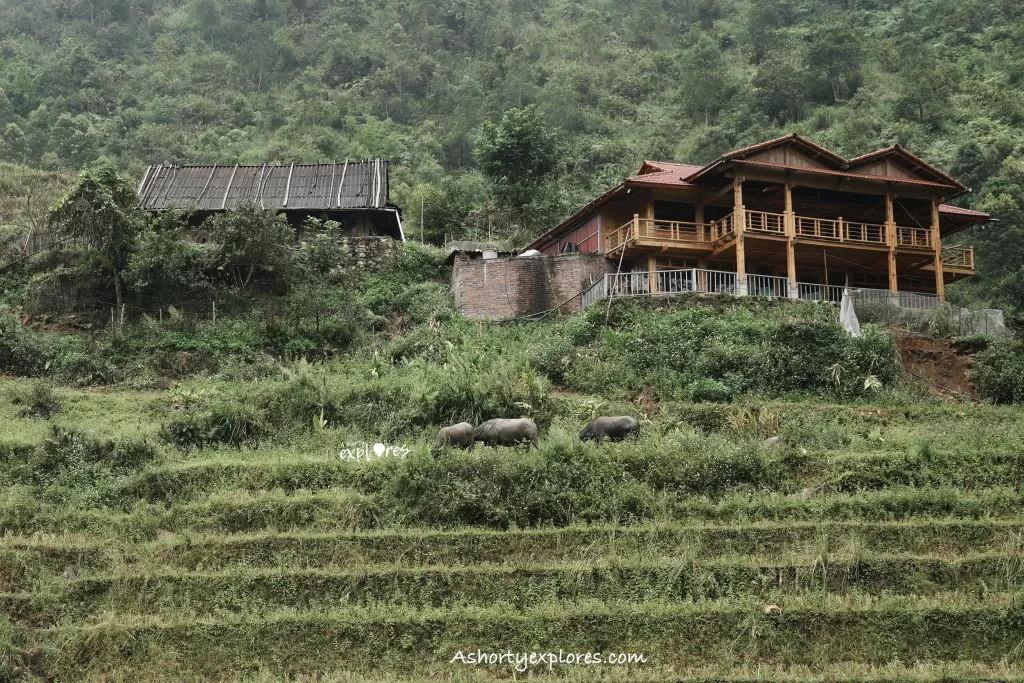 Sapa rice terrace and buffalo