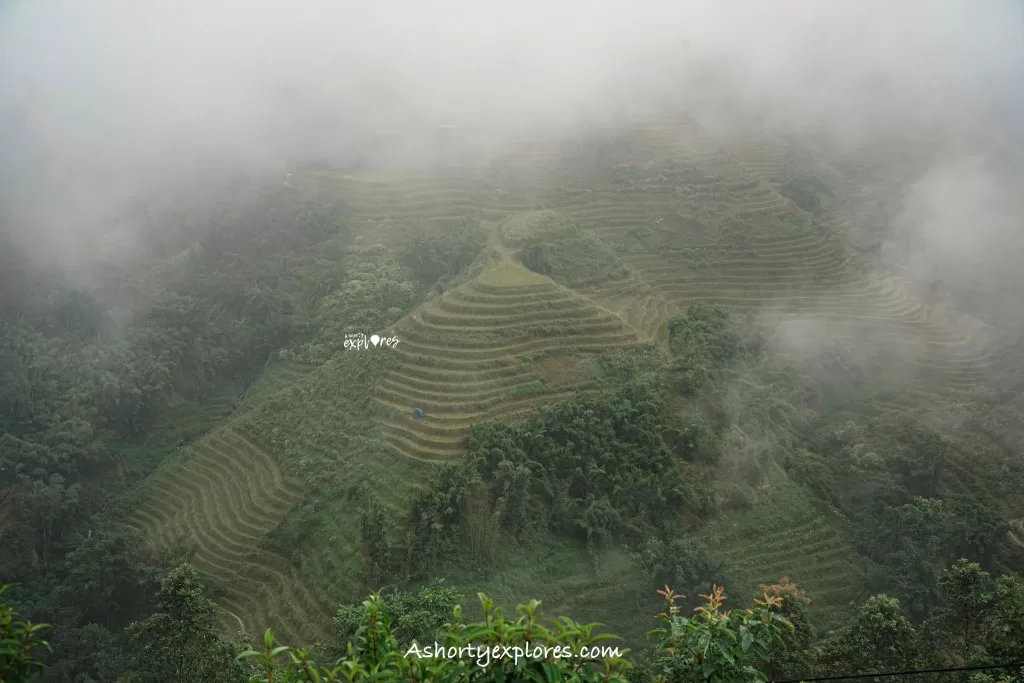 Sapa rice terrace photo