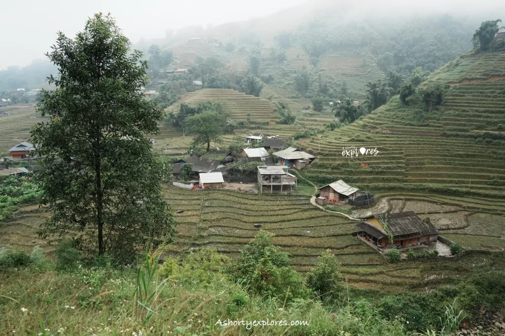 Vietnam Sapa rice terrace and houses photo
