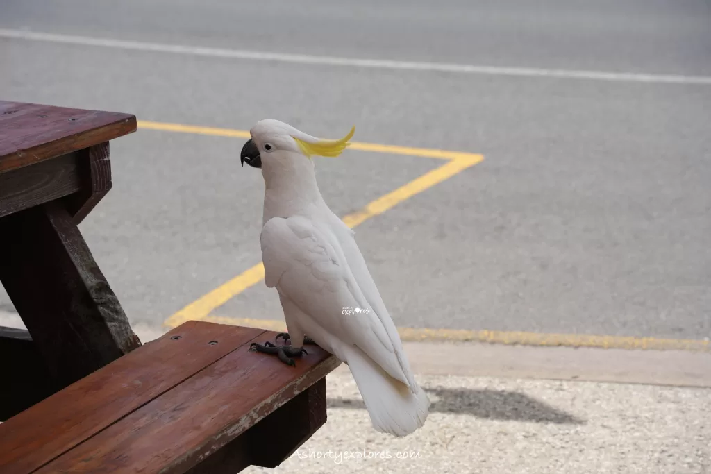 Australia Cockatoo