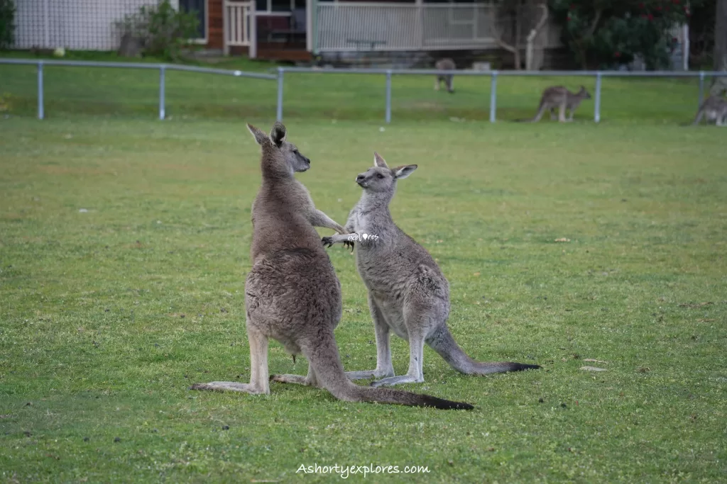 Fighting kangaroo photo at Halls Gap Grampians National Park