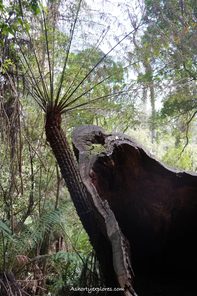 Great Otway National Park rainforest