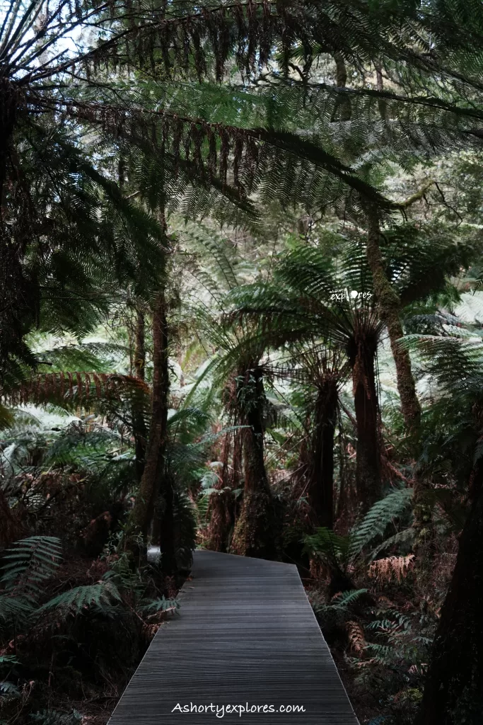 Great Otway National Park rainforest walk