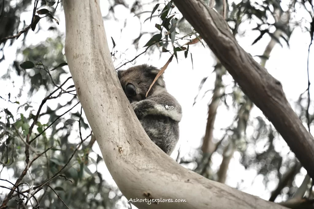 Koala at Kennett River The Great Ocean Road attraction