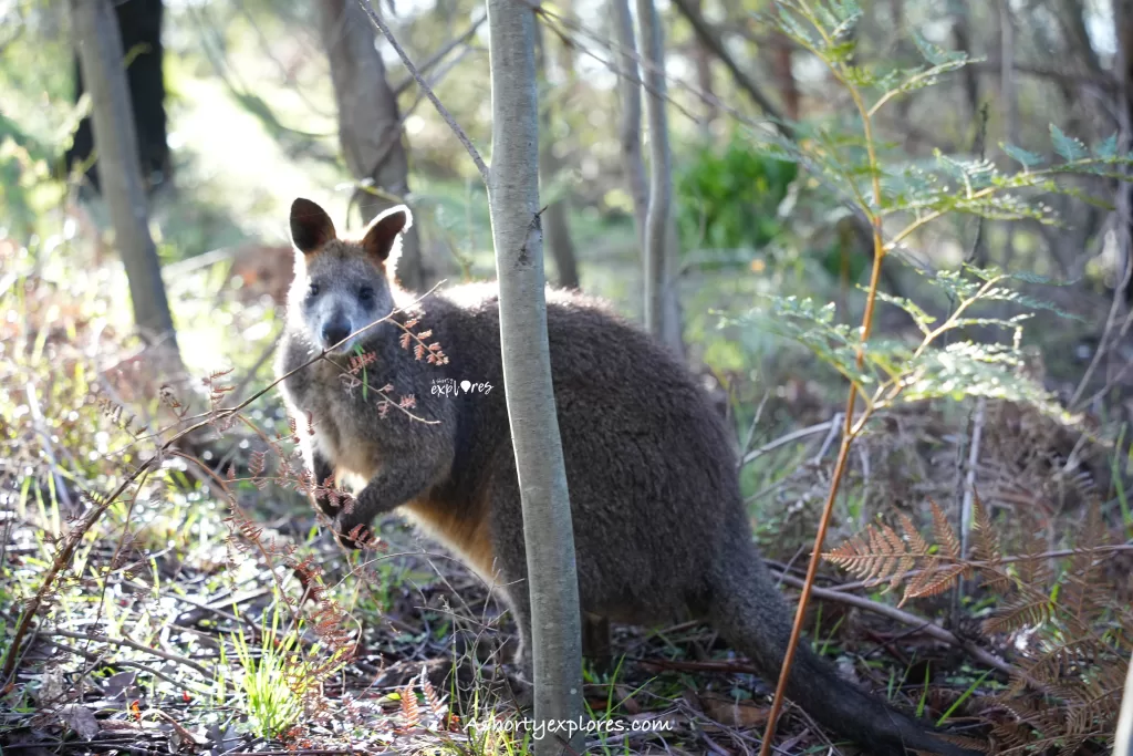 Mackenzie Falls wild Wallaby photo