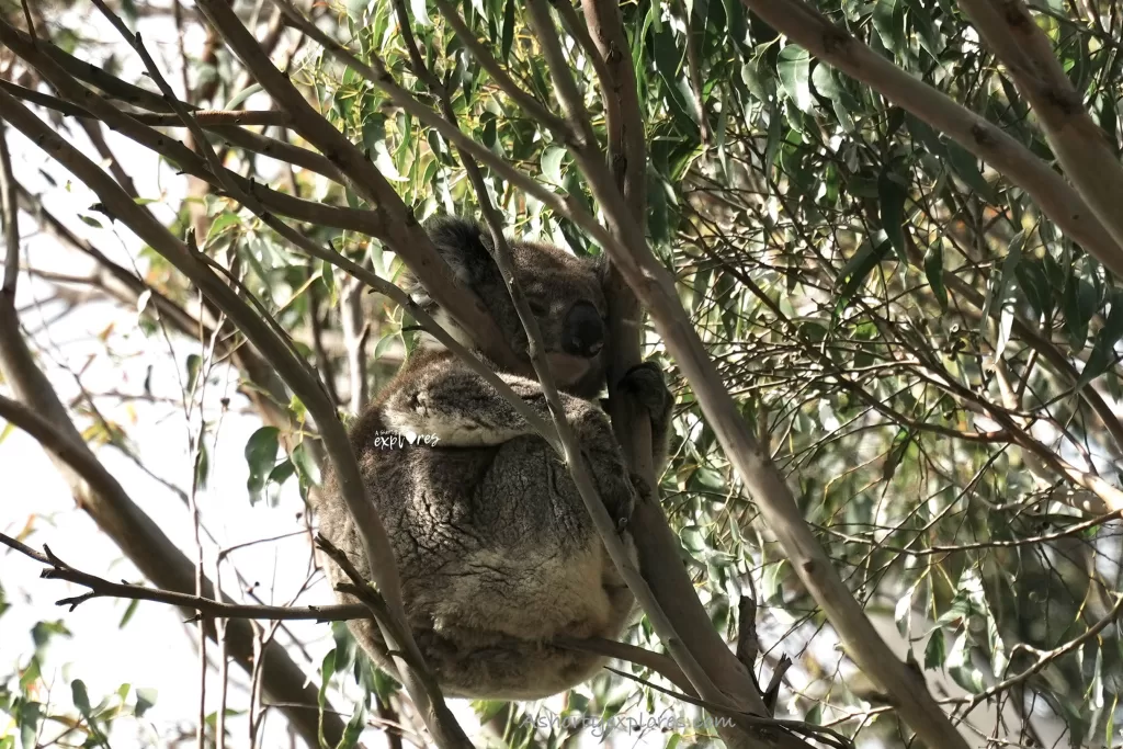 The Great Ocean Road wild koala
