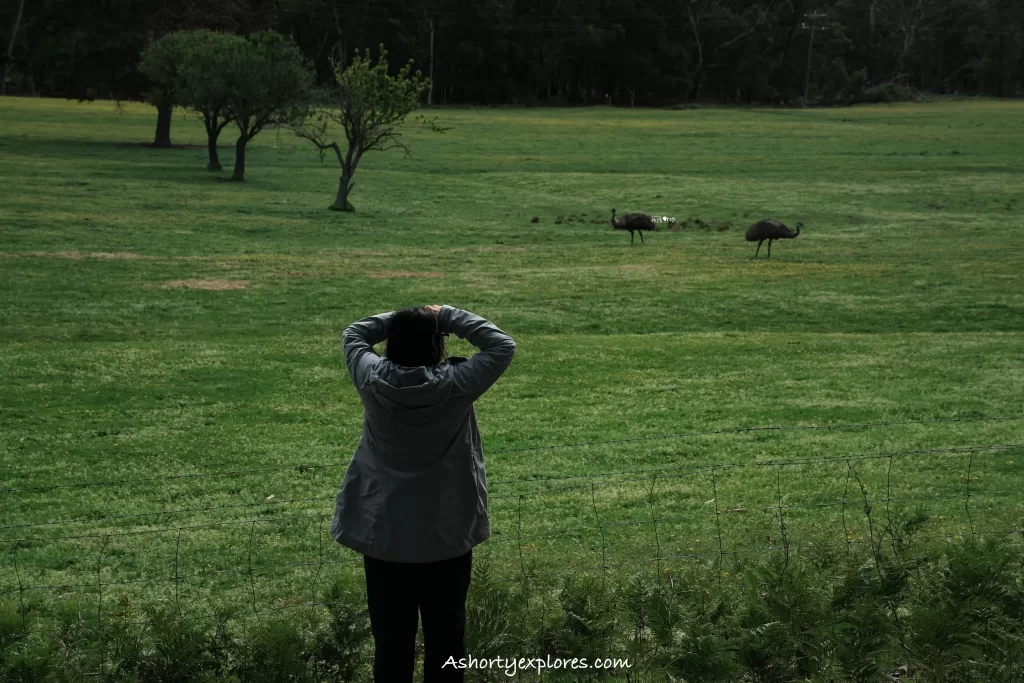Wild Australia emus