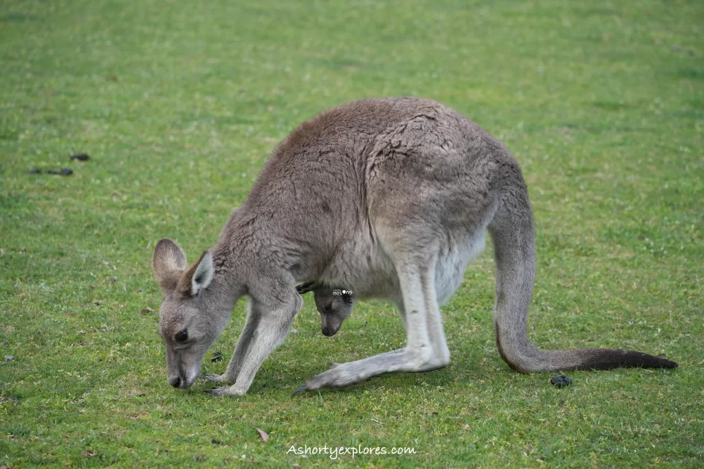kangaroos and baby kangaroos at Halls Gap Grampians National Park